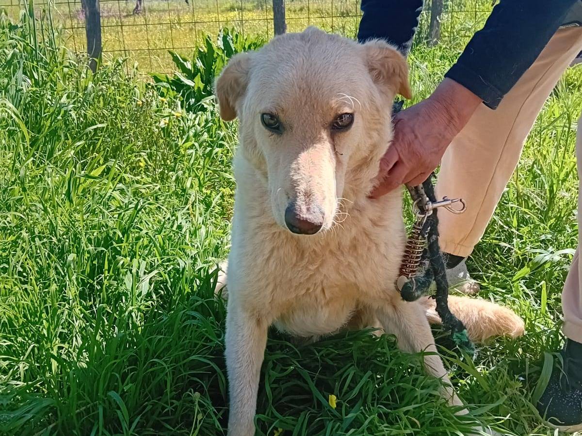 Adozione cane, femmina, Razza sconosciuta Razza sconosciuta, 1 anno e 6 mesi, taglia media, Vibo