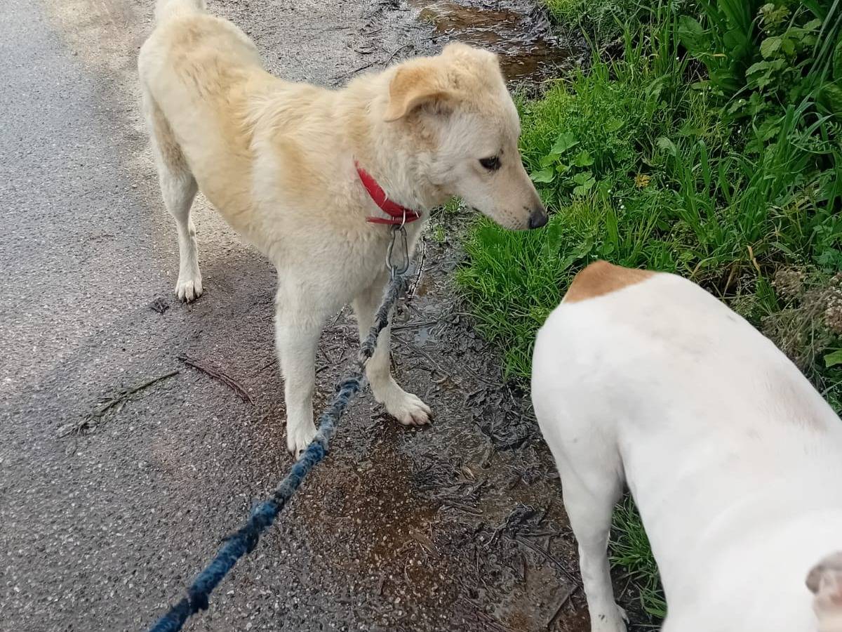 Adotta un cane, femmina, 1 anno e 6 mesi, Vibo