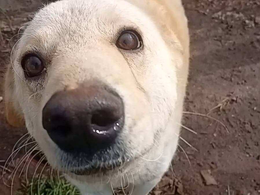 Adotta un cane, taglia media, femmina, Vibo