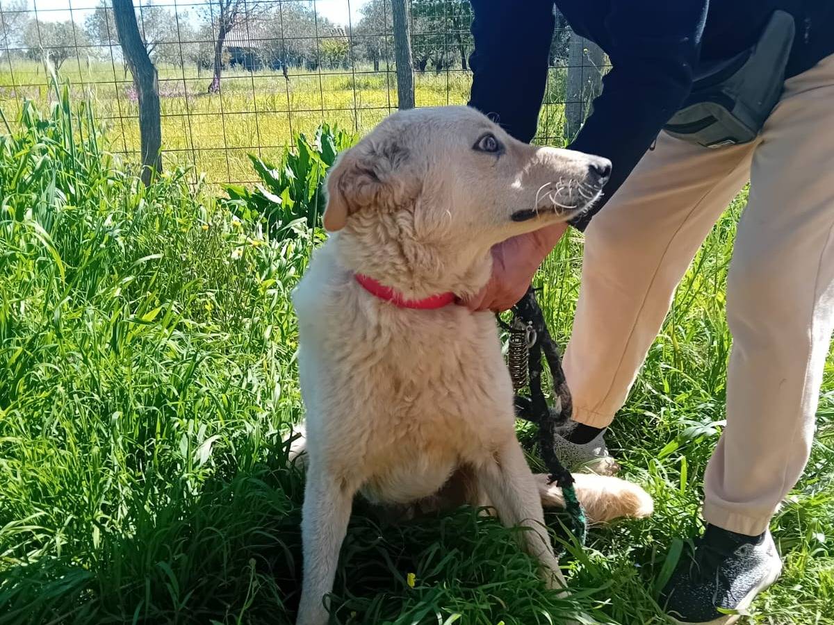 Adotta il cane MOLLA a Vibo