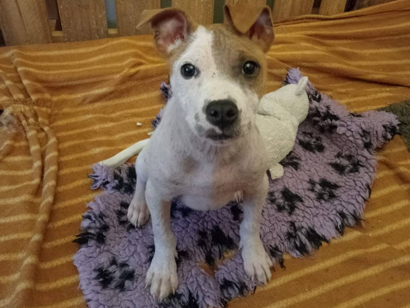 Adozione cane, maschio, Amstaff Razza sconosciuta, 5 mesi, taglia media, Vibo