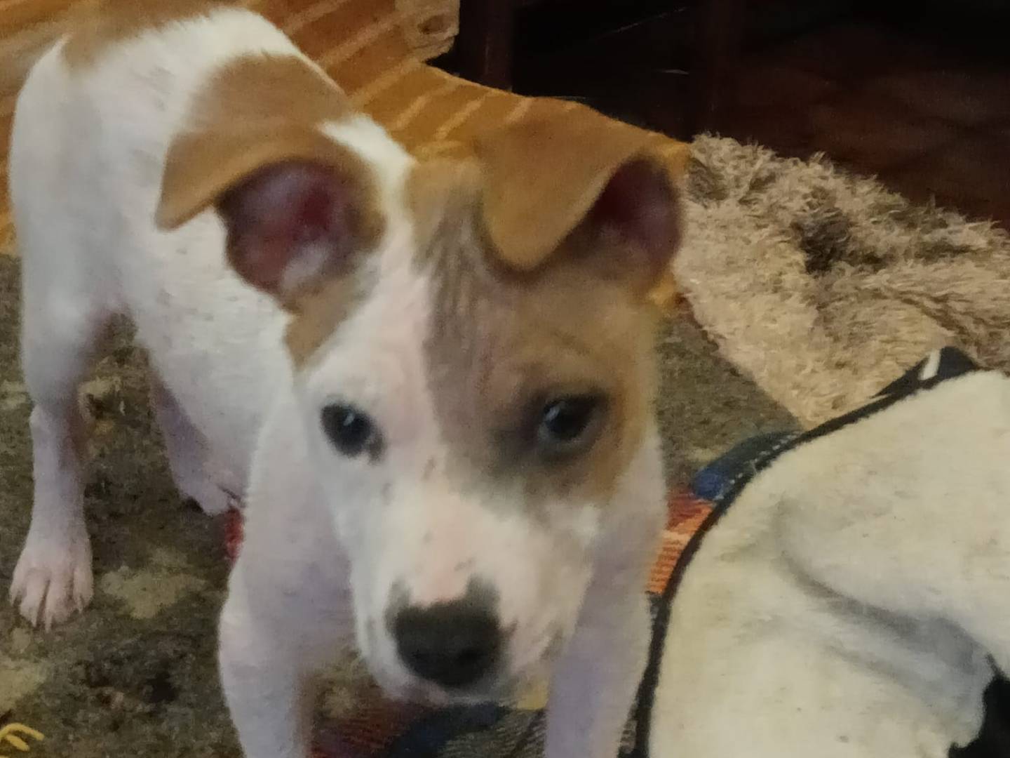 Adotta un cane, maschio, 5 mesi, Vibo