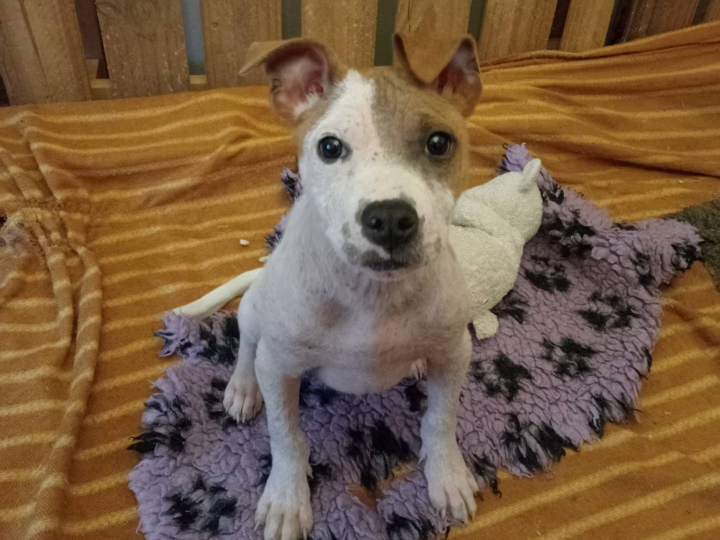 Adotta un cane, taglia media, maschio, Vibo