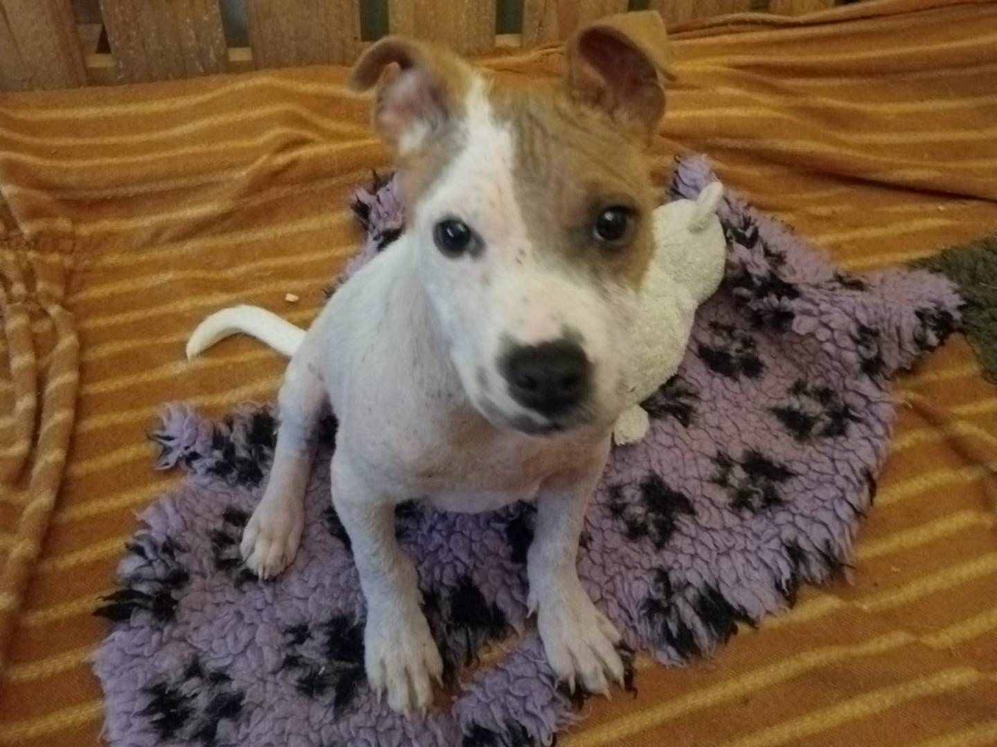 Vuoi adottare un cane a Vibo?