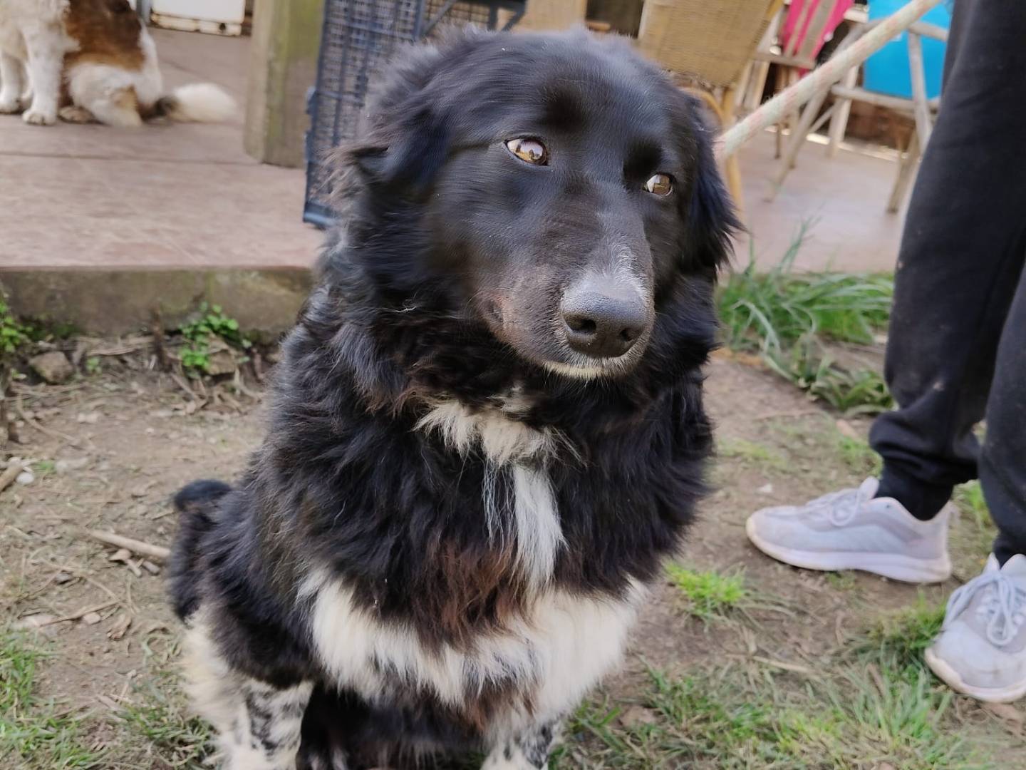 Adozione cane, maschio, Border Collie Razza sconosciuta, 1 anno e 11 mesi, taglia media, Vibo