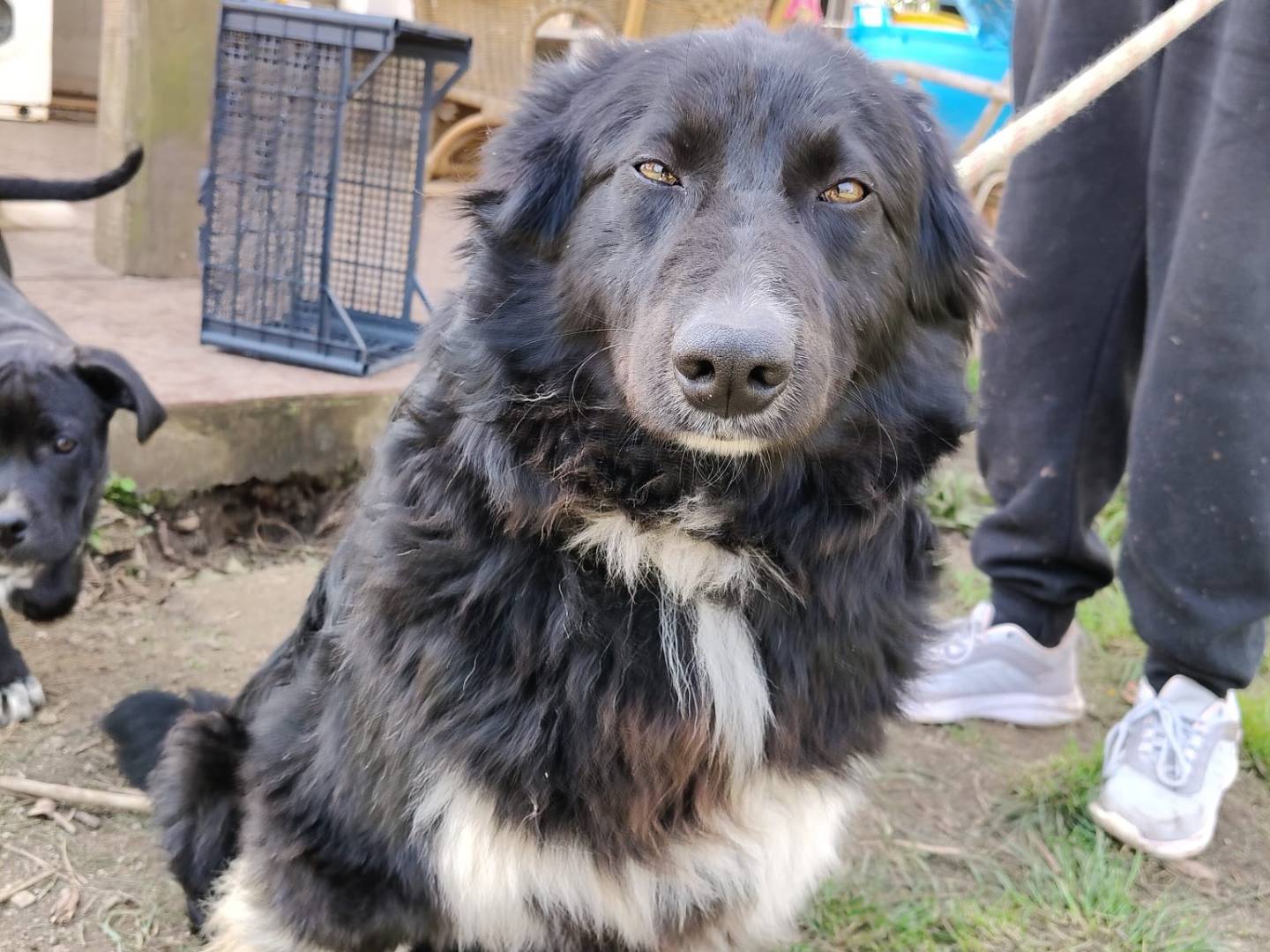 Adotta un cane, maschio, 1 anno e 11 mesi, Vibo