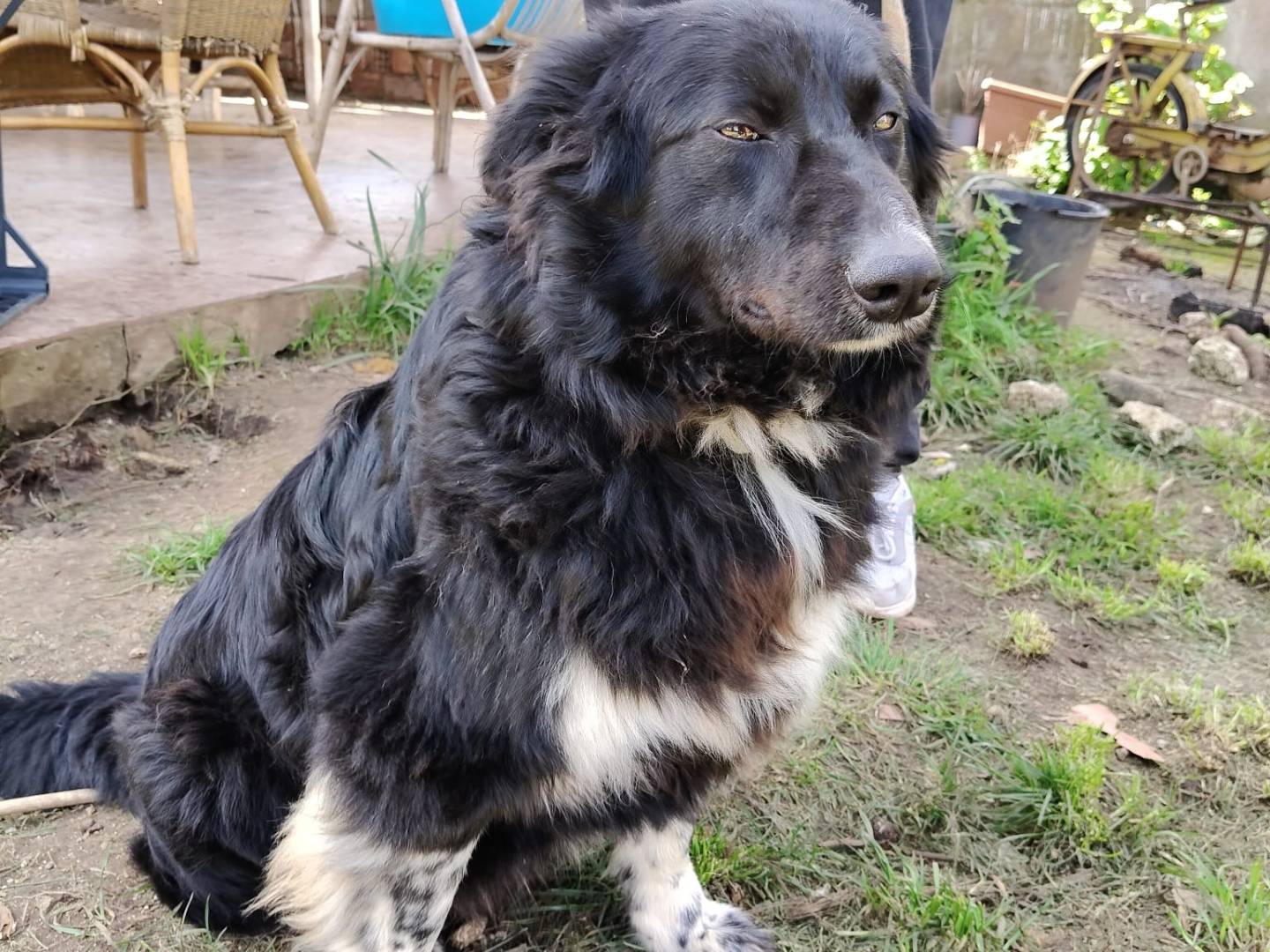 Adotta un cane, taglia media, maschio, Vibo