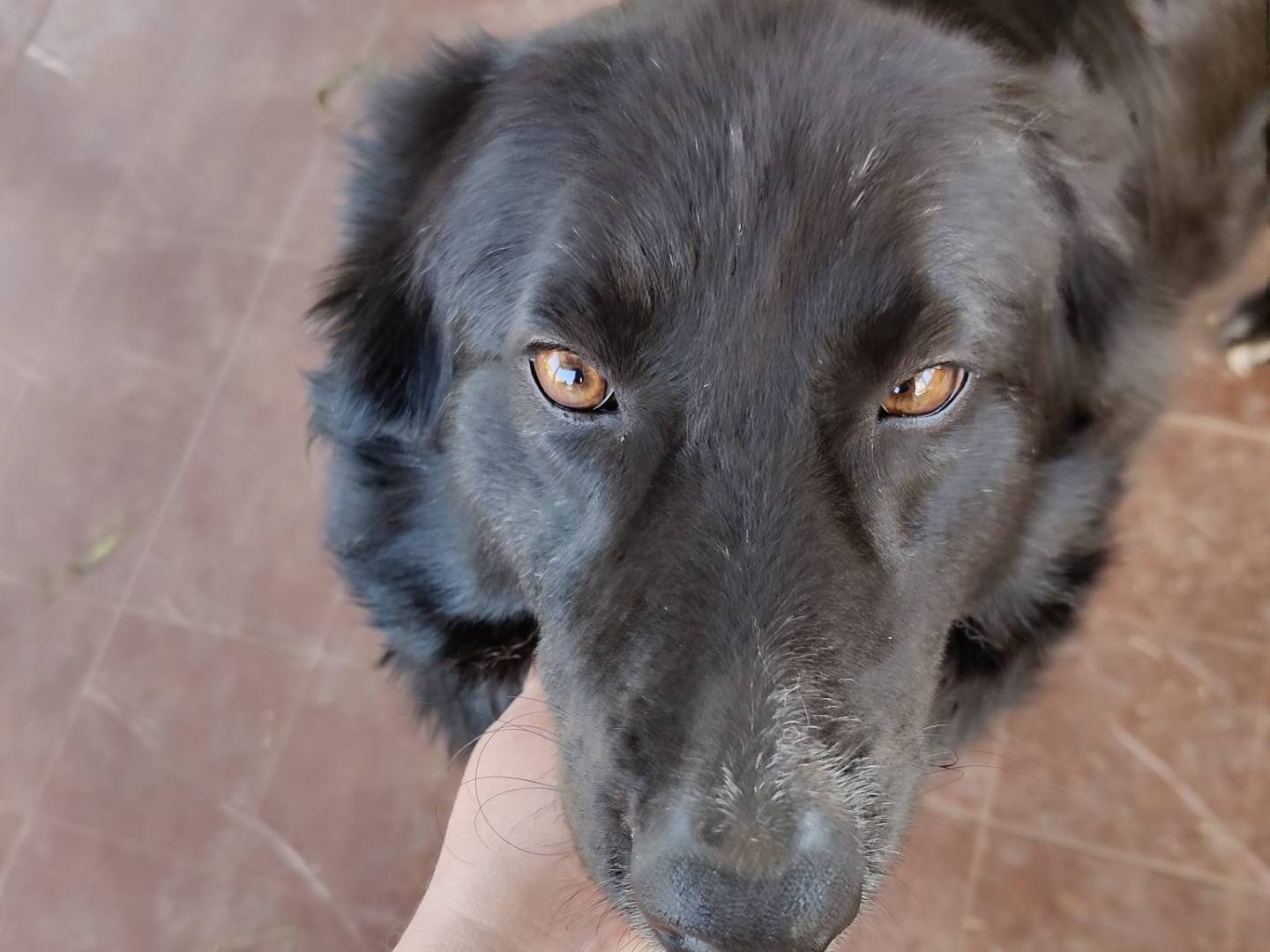 Adotta il cane LINDO a Vibo