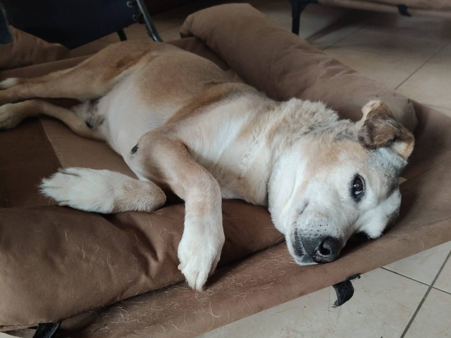 Adozione cane, maschio, Razza sconosciuta Razza sconosciuta, 14 anni e 10 mesi, taglia media, Vibo