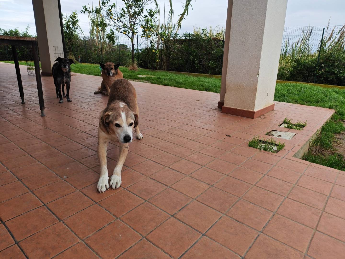 Adotta un cane, maschio, 14 anni e 10 mesi, Vibo