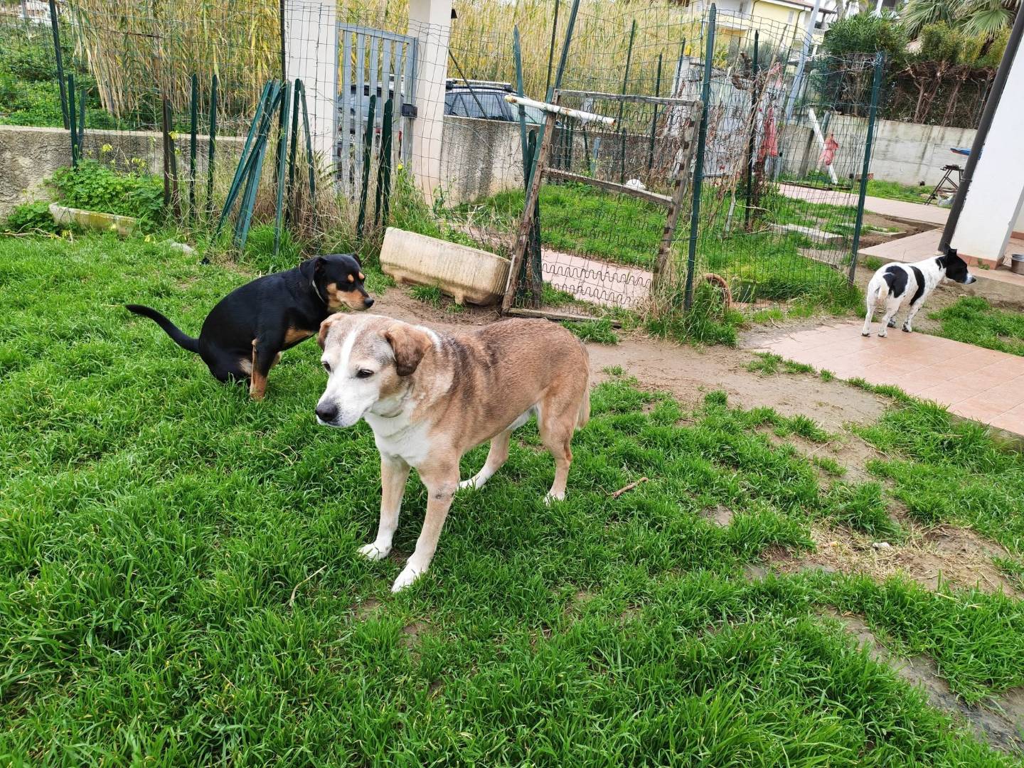 Adotta un cane, taglia media, maschio, Vibo