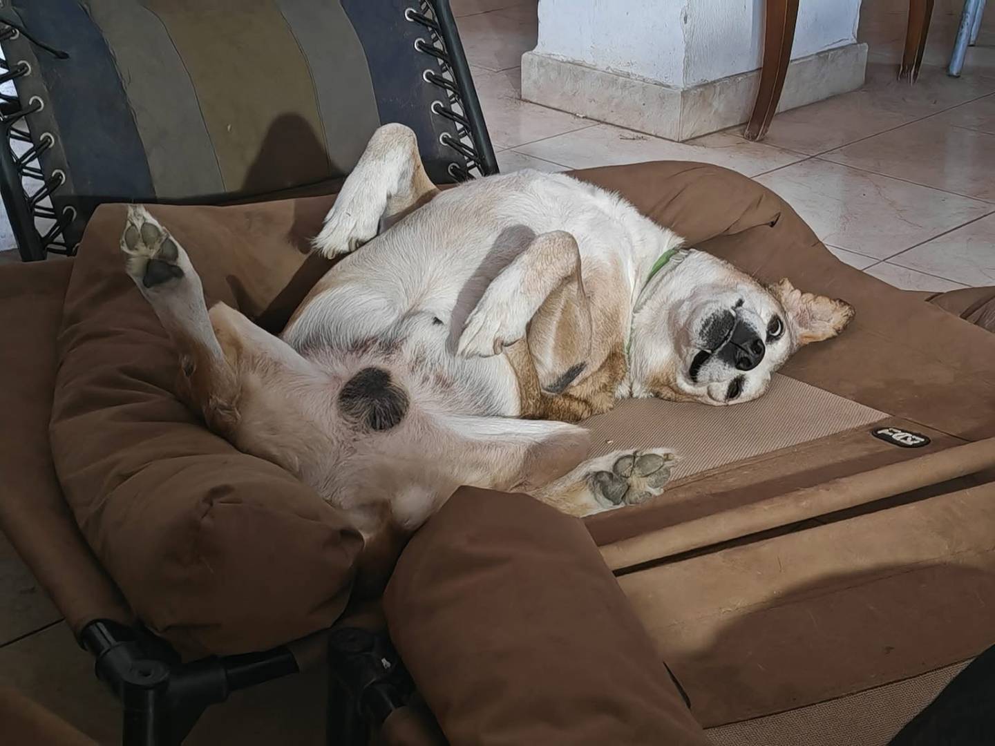 Vuoi adottare un cane a Vibo?