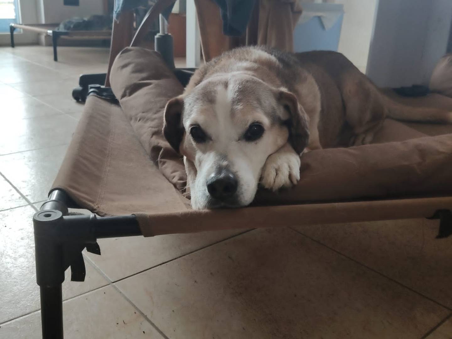 Adotta il cane BUCK a Vibo