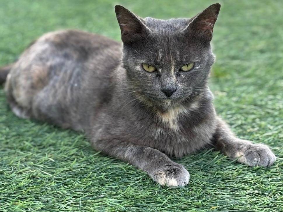 Adozione gatto, femmina, Razza sconosciuta Razza sconosciuta, 3 anni e 3 mesi, taglia non valida, Pisa