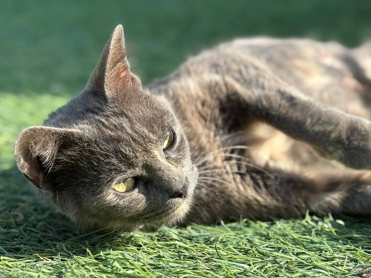 Vuoi adottare un gatto a Pisa?