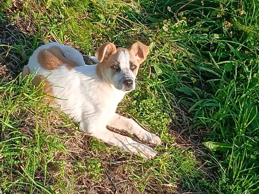 Adotta un cane, femmina, 5 mesi, Vibo