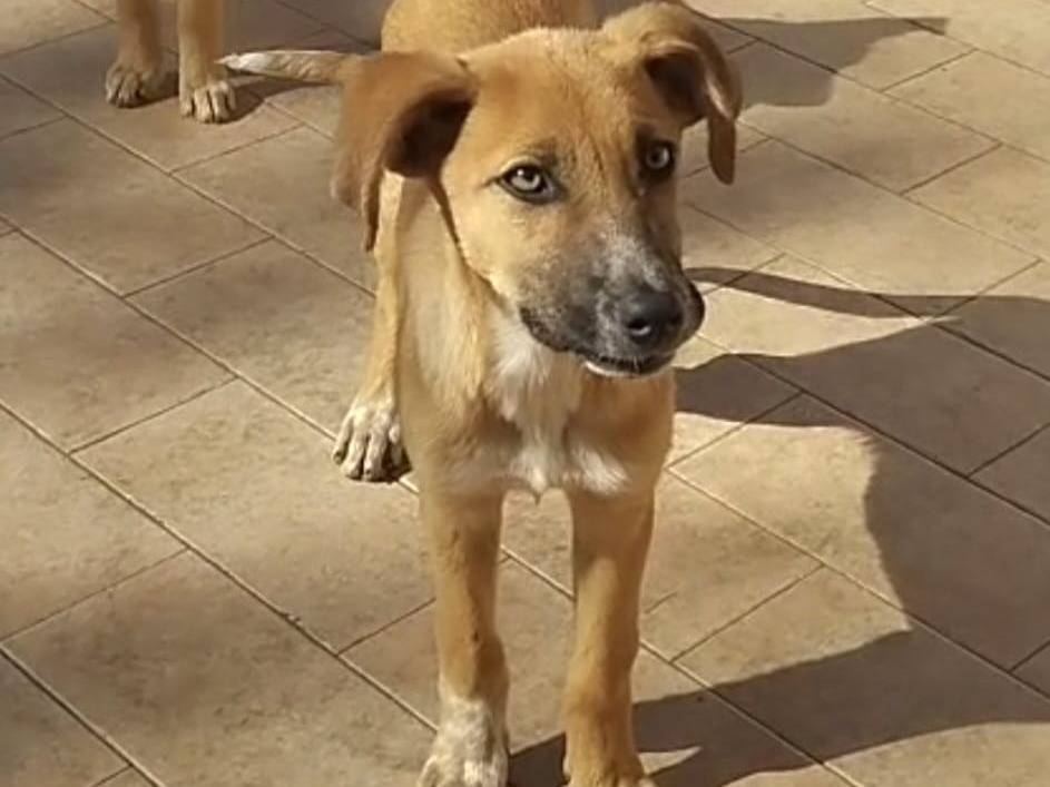 Adotta un cane, taglia media, femmina, Vibo