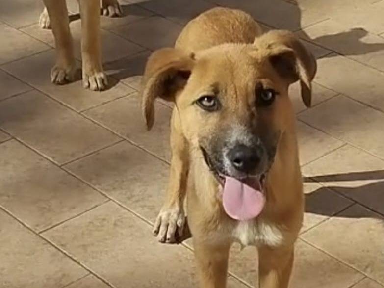 Vuoi adottare un cane a Vibo?