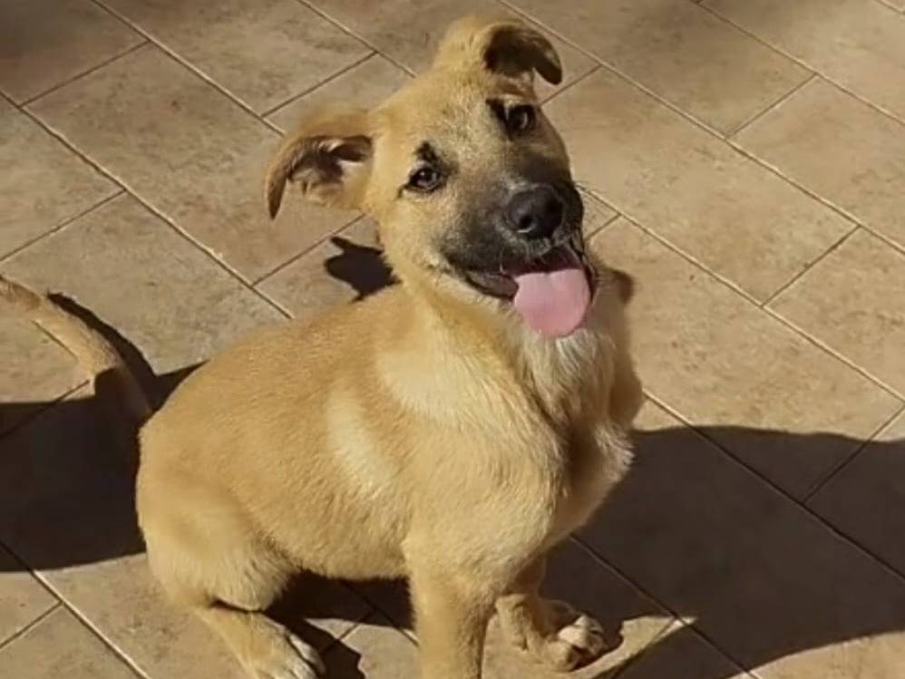 Adotta il cane ROXY FANNY GINNY NELLY a Vibo