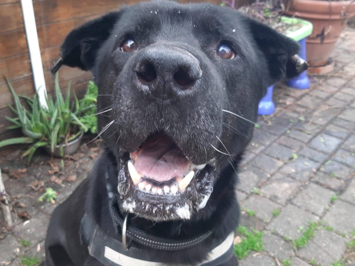 Adozione cane, maschio, Corso Razza sconosciuta, 7 anni e 8 mesi, taglia gigante, Pescara