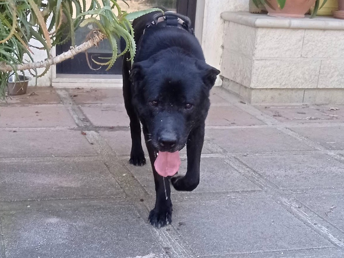 Adotta un cane, taglia gigante, maschio, Pescara