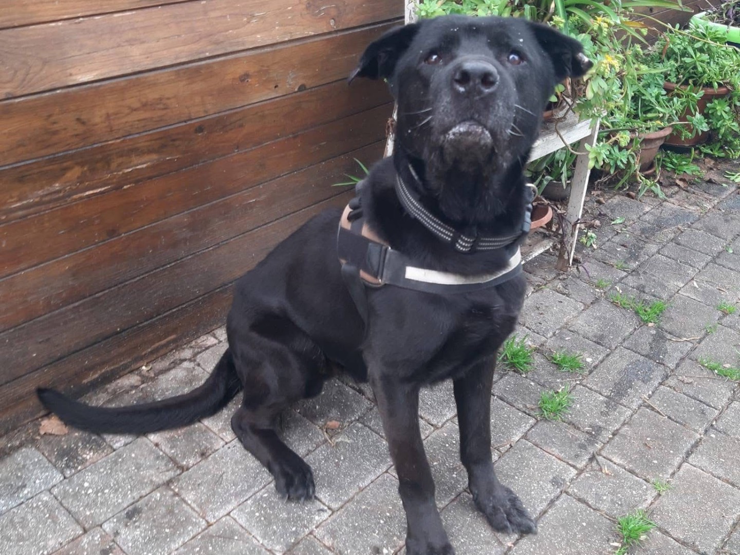 Adotta il cane Thor a Pescara