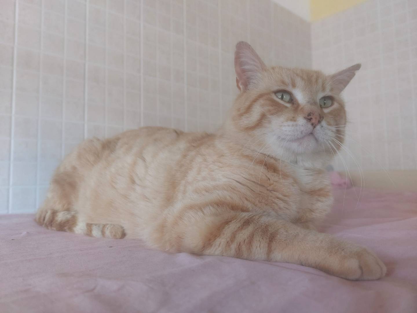 Adozione gatto, maschio, Razza sconosciuta Razza sconosciuta, 1 anno e 3 mesi, taglia non valida, Forl