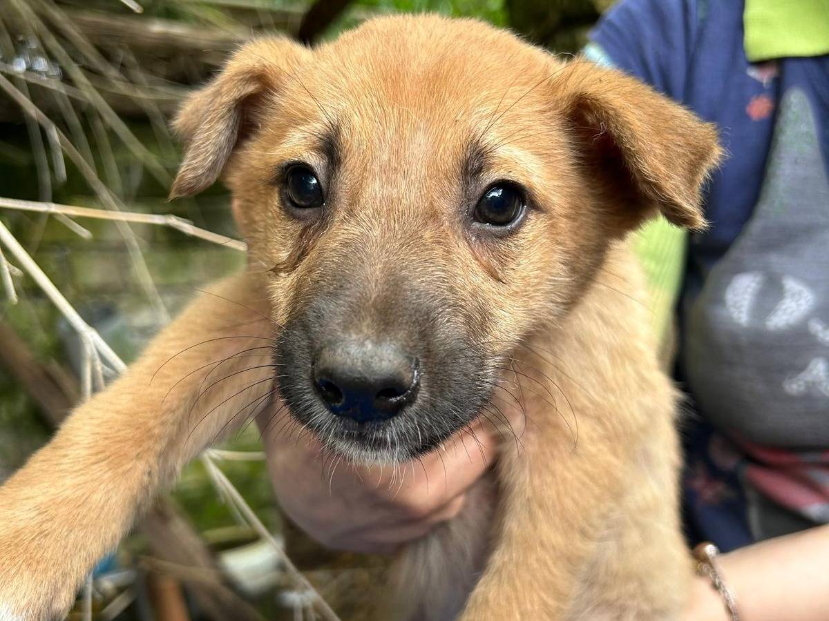 Adozione cane, maschio, Razza sconosciuta Razza sconosciuta, 2 mesi, taglia media, Caserta