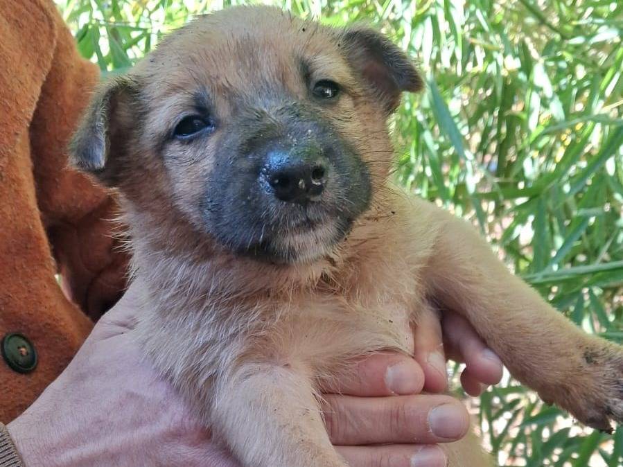 Adotta un cane, maschio, 2 mesi, Caserta