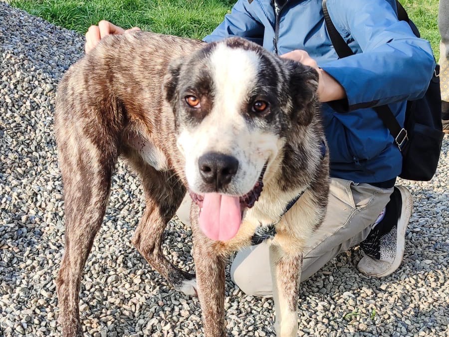 Adozione cane, maschio, Razza sconosciuta Razza sconosciuta, 1 anno e 1 mese, taglia grande, Vibo