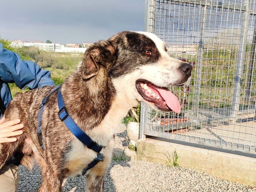 Adotta un cane, taglia grande, maschio, Vibo