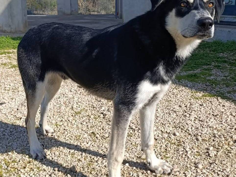Adozione cane, maschio, Razza sconosciuta Razza sconosciuta, 1 anno e 3 mesi, taglia media, Bari