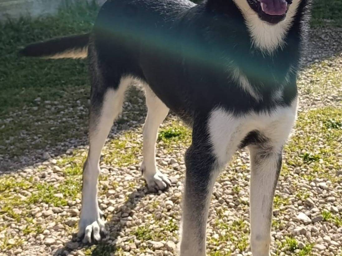Adotta un cane, maschio, 1 anno e 3 mesi, Bari