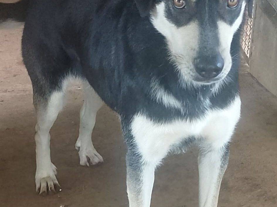 Adotta un cane, taglia media, maschio, Bari