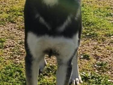 Vuoi adottare un cane a Bari?