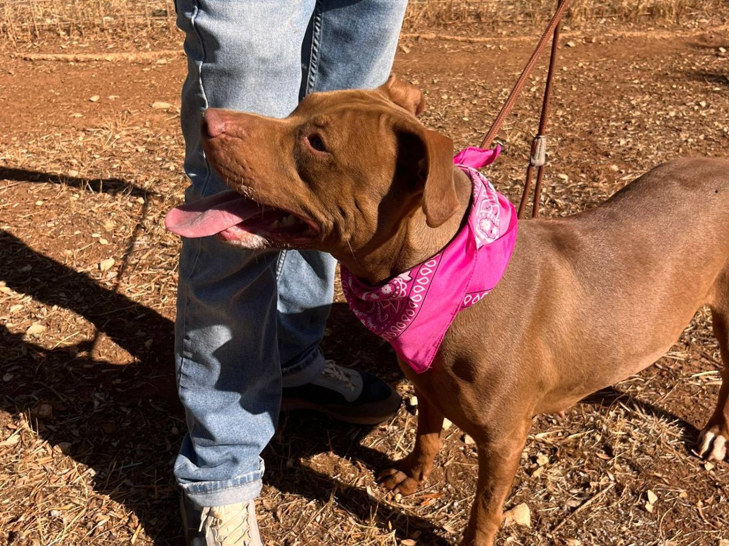 Adozione cane, femmina, Razza sconosciuta Razza sconosciuta, 3 anni, taglia grande, Bari