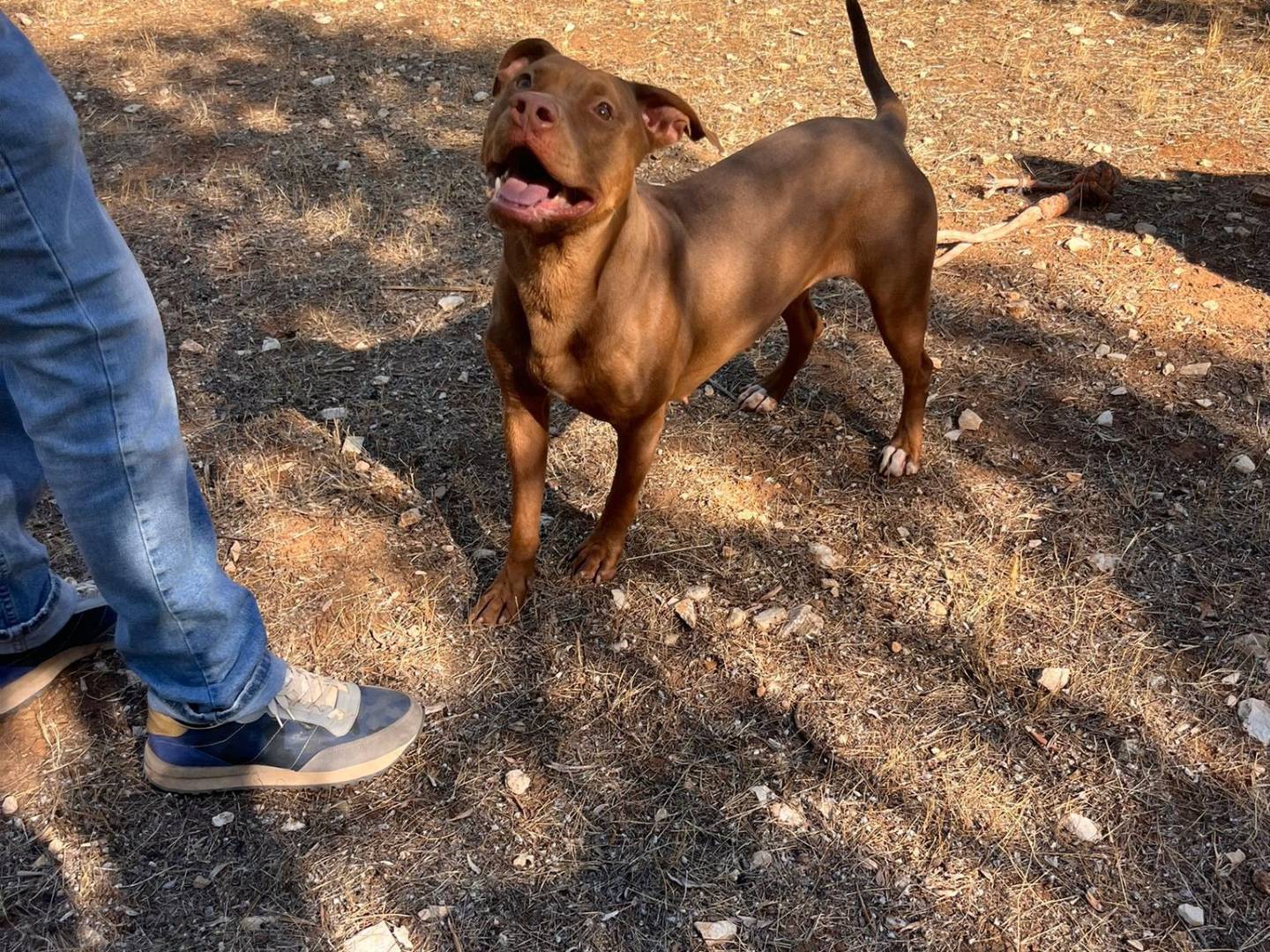 Adotta un cane, femmina, 3 anni, Bari