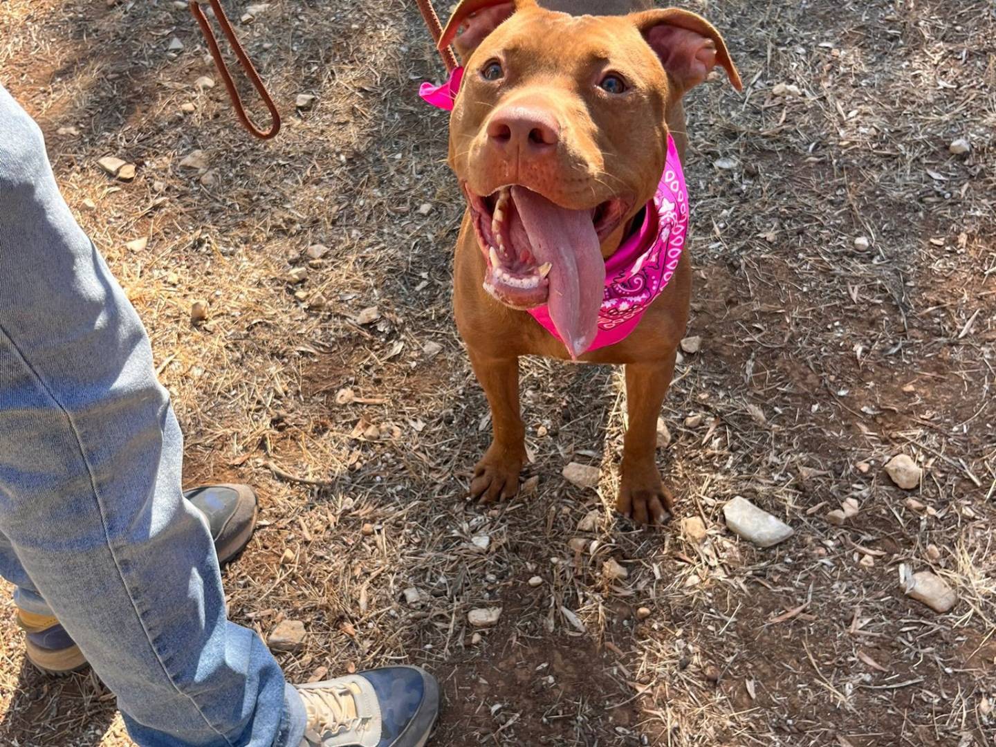 Adotta un cane, taglia grande, femmina, Bari