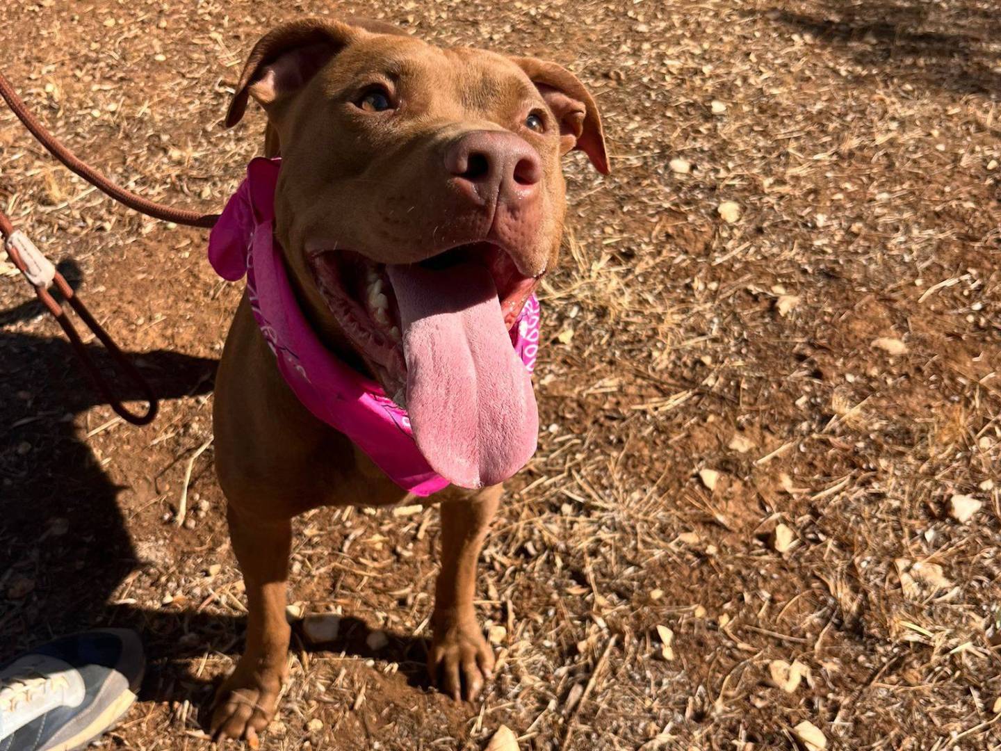 Vuoi adottare un cane a Bari?