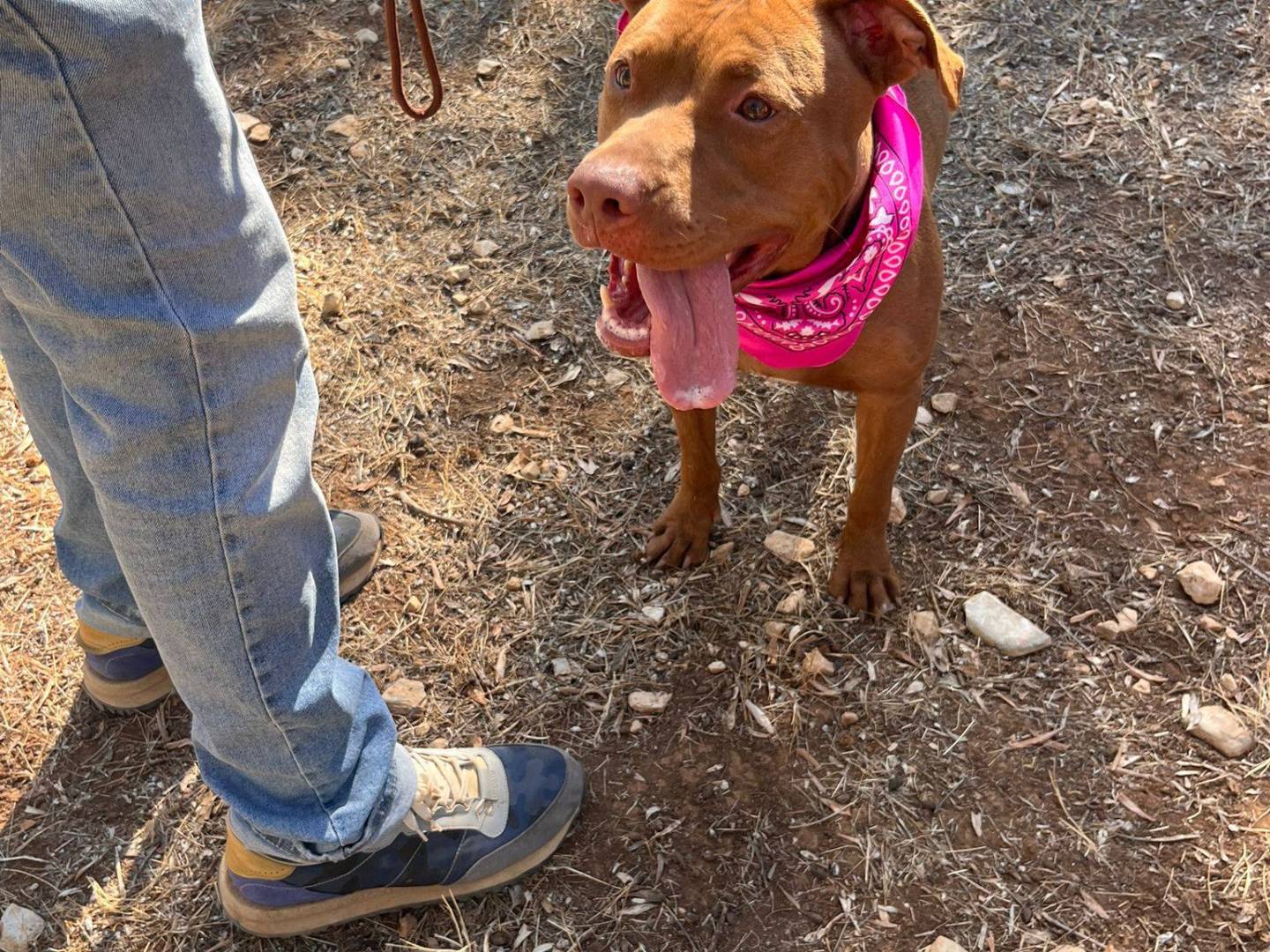 Adotta il cane Shakira a Bari
