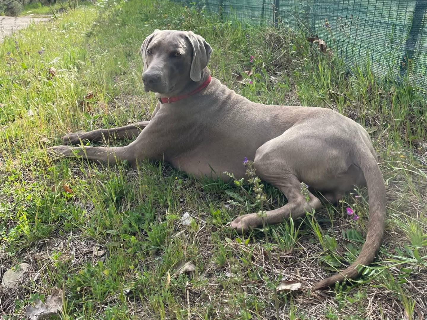 Vuoi adottare un cane a Firenze?