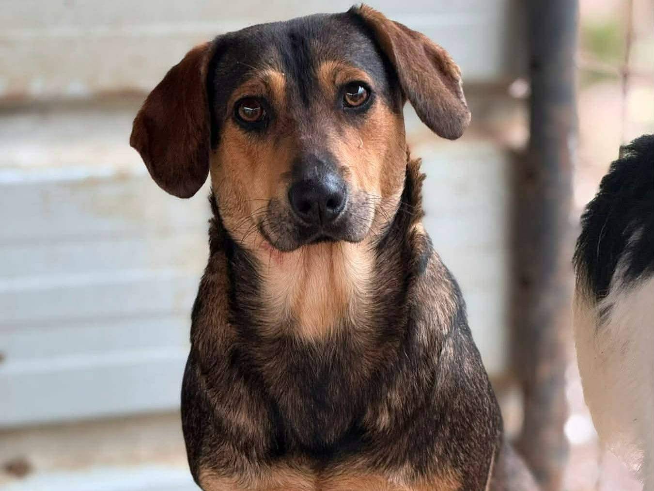Adozione cane, femmina, Razza sconosciuta Razza sconosciuta, 1 anno e 3 mesi, taglia media contenuta, Firenze
