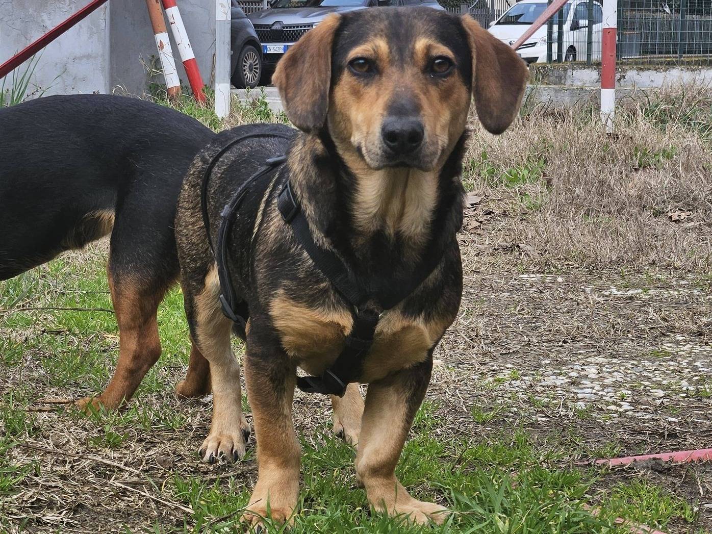 Adotta un cane, femmina, 1 anno e 3 mesi, Firenze