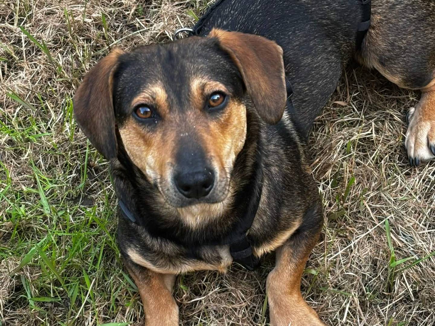 Adotta un cane, taglia media contenuta, femmina, Firenze
