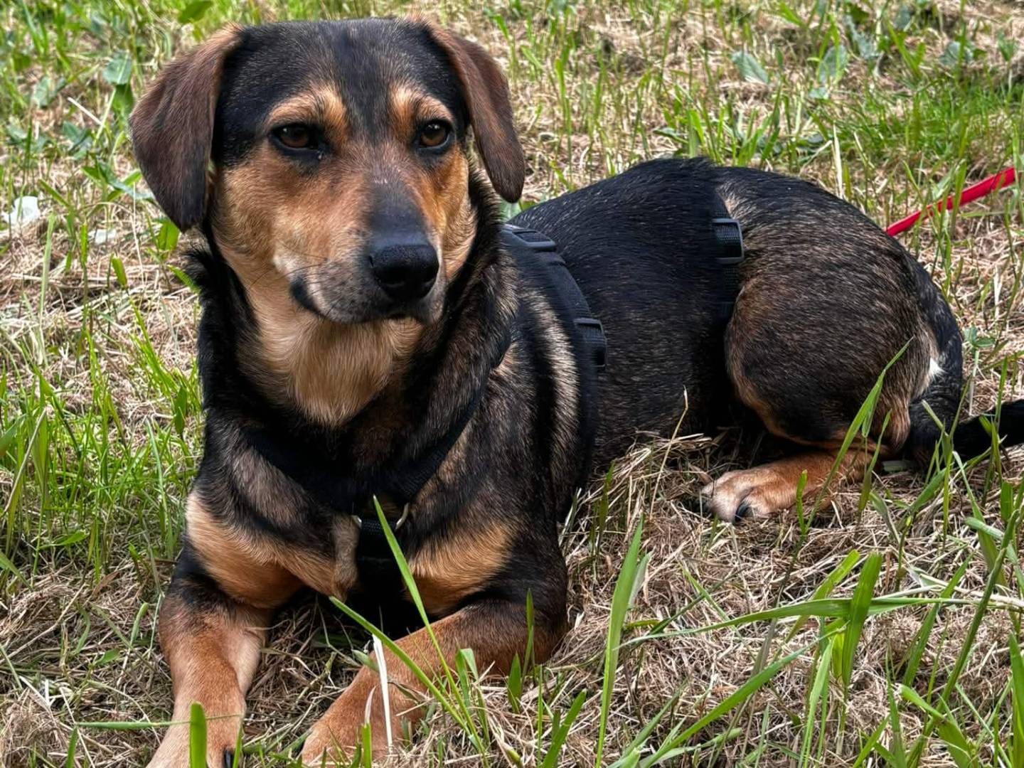 Vuoi adottare un cane a Firenze?