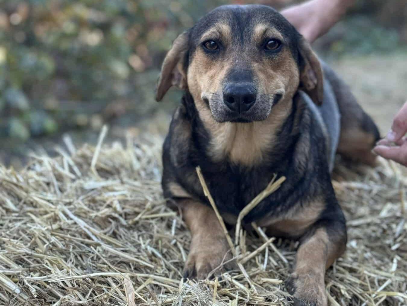 Adotta il cane TABITHA a Firenze