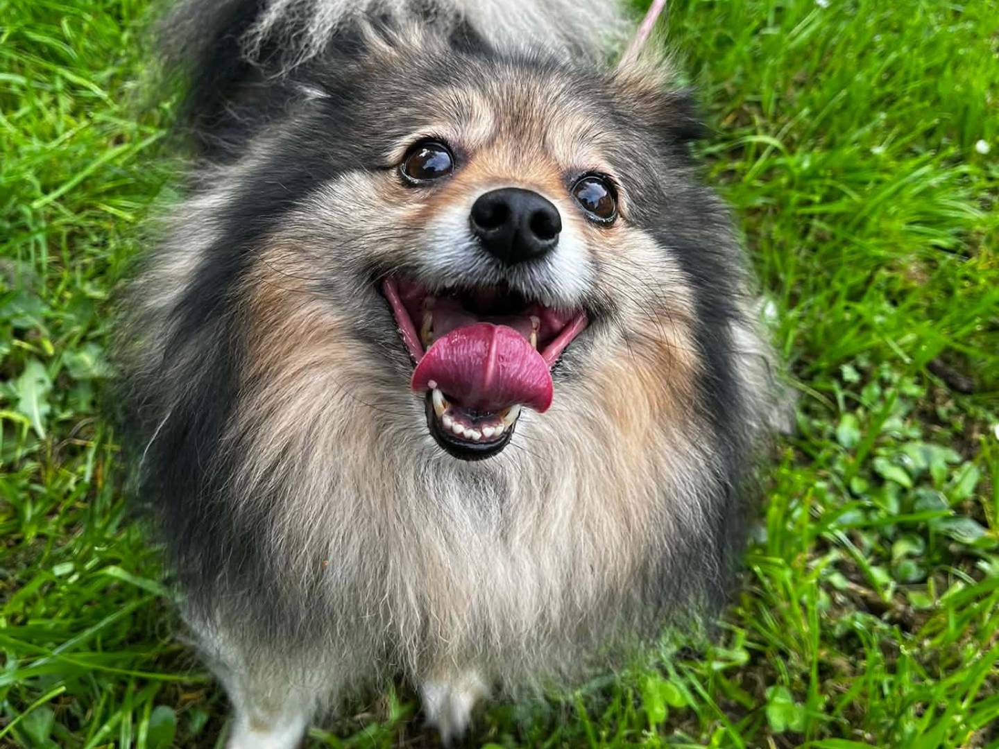 Adozione cane, femmina, Spitz Razza sconosciuta, 5 anni e 11 mesi, taglia piccola, Firenze