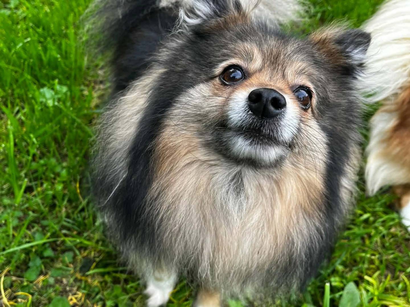 Adotta un cane, femmina, 5 anni e 11 mesi, Firenze