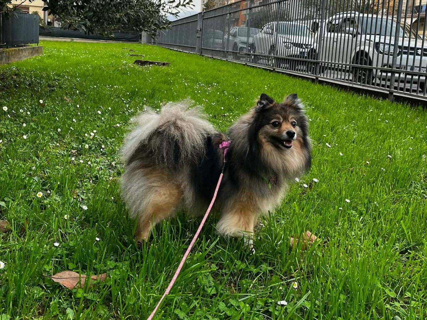 Vuoi adottare un cane a Firenze?