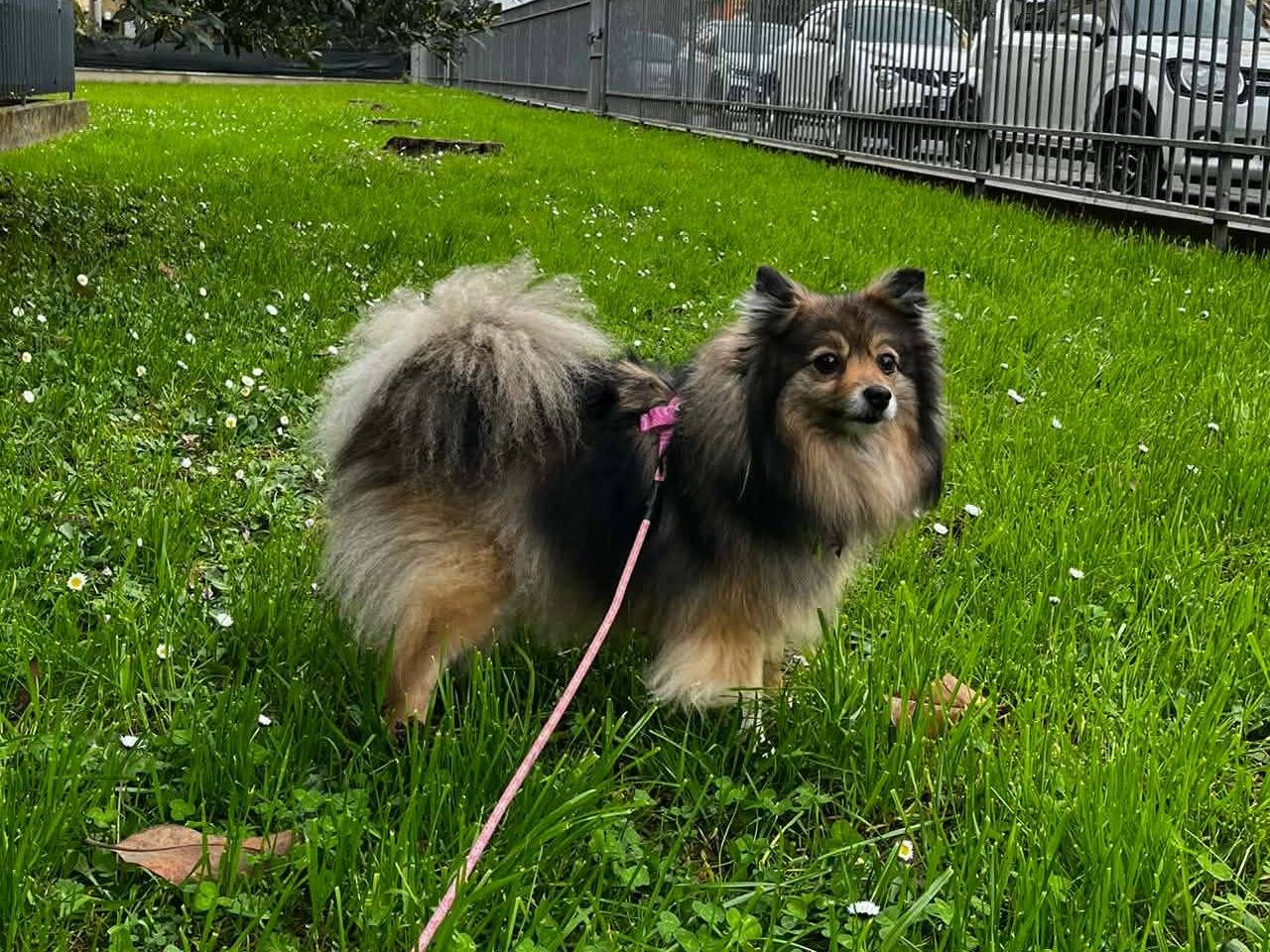 Adotta il cane LUNA a Firenze